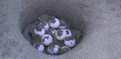 Sul litorale di Eboli deposizione di uova Caretta Caretta