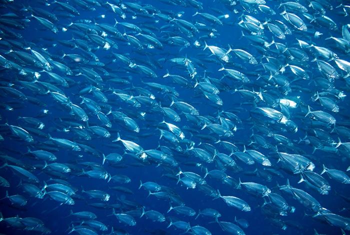  #IoSonoMare: conoscenza e sensibilizzazione per la tutela del mare