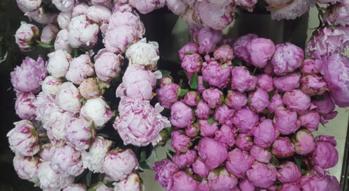  Universiadi 2019. I fiori della Campania lungo il percorso della marcia e della mezzamaratona
