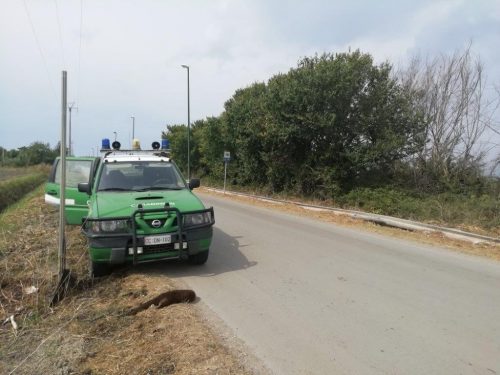  Rinvenuta una lontra nella Piana del Sele