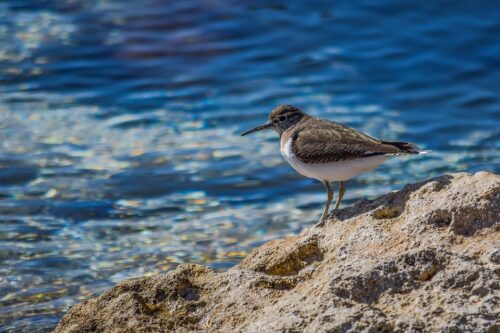  La tutela del mare ora è un dovere