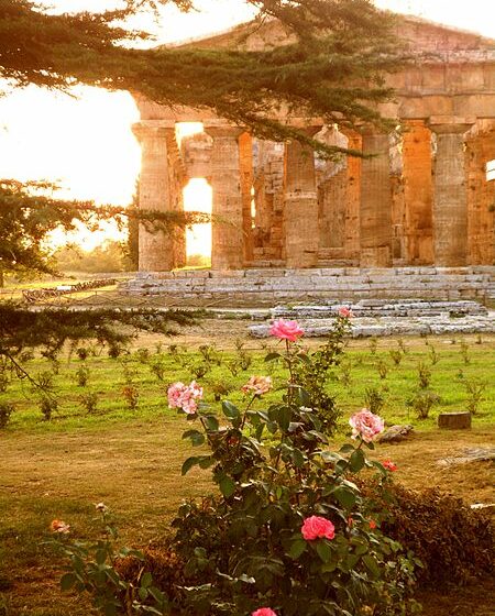  Le rose di Paestum