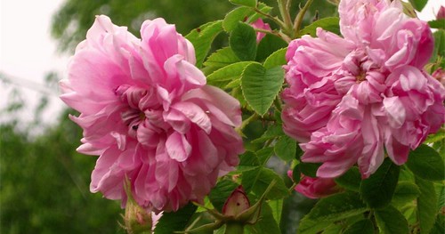  Un’arte antica: rose e profumi