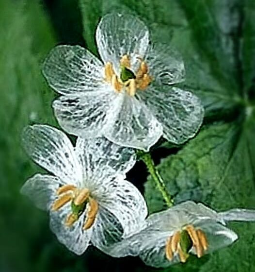  La magia della natura, il fiore che con la pioggia diventa “di cristallo”